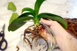 Comment transplanter correctement une orchidée