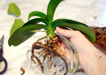 Comment transplanter correctement une orchidée