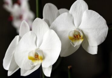 Orchidée Dendrobium nobile