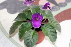 Reproduction de violettes. Partie 2