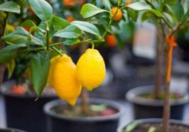 Propagation du citron par boutures