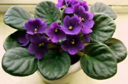 Soins à la violette (saintpaulia) Règles de base