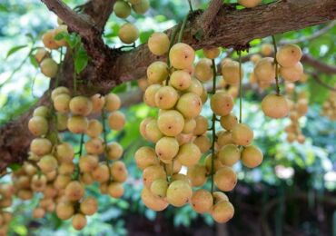 Raisins birmans: arbre fruitier à feuilles persistantes et fruits exotiques