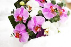 Garder des orchidées en hiver: 15 conseils utiles
