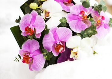 Garder des orchidées en hiver: 15 conseils utiles