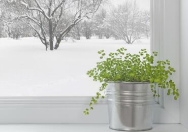 Plantes d'intérieur en hiver