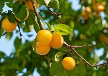 Cerise prunier-fruit