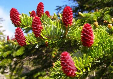 Épinette d'Ayan. Photo et description des variétés. Picea jezoensis