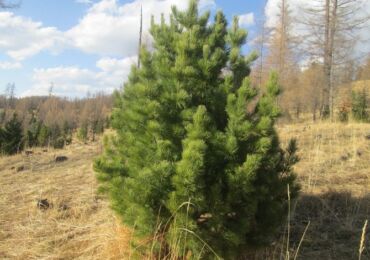 Cèdre du pin de Sibérie. Photo et description. Plantation et entretien, maladies des arbres