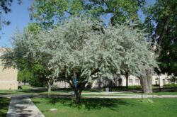Comment faire pousser un chêne à feuilles étroites ou un olivier russe