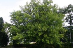 Érable américain à feuilles de frêne. Photo et description d'un arbre, feuilles