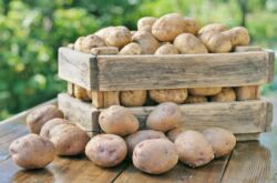 Comment garder les pommes de terre dans un appartement