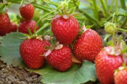 vous pouvez transplanter des plants de fraises au printemps et en automne