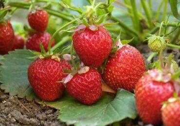 vous pouvez transplanter des plants de fraises au printemps et en automne