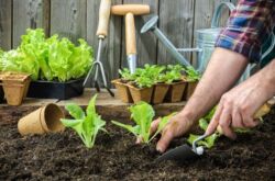 Comment faire pousser des plants forts et sains