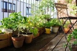 Comment faire un jardin intérieur. Jardin fruitier dans l'appartement
