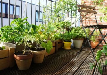 Comment faire un jardin intérieur. Jardin fruitier dans l'appartement