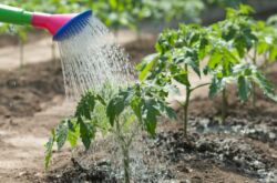 Arroser le jardin avec un manque d'eau: méthode de la rosée artificielle