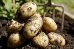 Préparer les pommes de terre pour la plantation