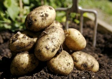 Préparer les pommes de terre pour la plantation