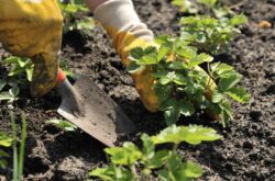Comment planter correctement les fraises - 4 méthodes de plantation