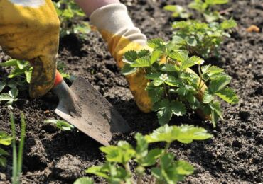 Comment planter correctement les fraises - 4 méthodes de plantation