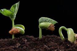 Comment accélérer la germination des graines: trempage, germination et autres techniques