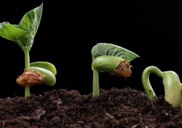 Comment accélérer la germination des graines: trempage, germination et autres techniques