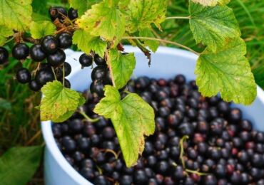 Comment obtenir une bonne récolte de raisins de Corinthe