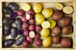Comment choisir une variété de pomme de terre