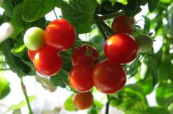 Une façon intéressante de cultiver des plants de tomates sans terre