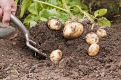 Mauvaise récolte de pommes de terre: causes et solutions