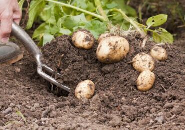 Mauvaise récolte de pommes de terre: causes et solutions