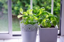 Comment faire pousser du basilic à la maison dans un pot sur un rebord de fenêtre
