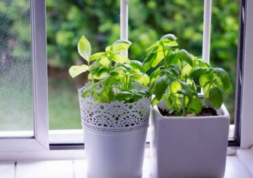 Comment faire pousser du basilic à la maison dans un pot sur un rebord de fenêtre