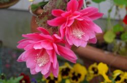 Epiphyllum. Soins à domicile et culture. Description, types, photos de cactus