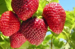 Sept secrets d'une bonne récolte de fraises