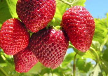 Sept secrets d'une bonne récolte de fraises