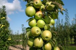 Cultiver un pommier en forme de colonne: secrets de récolte