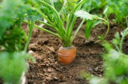 Comment lutter contre les ravageurs des carottes sans produits chimiques