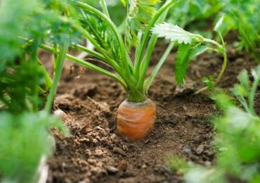 Comment lutter contre les ravageurs des carottes sans produits chimiques