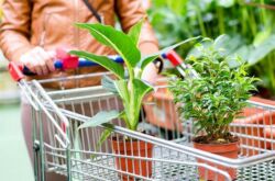 Comment acheter correctement une plante ou des fleurs