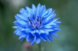 Le bleuet est une fleur de jardin.Plantation, entretien et culture. Description et types