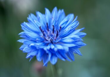 Le bleuet est une fleur de jardin. Plantation, entretien et culture. Description et types