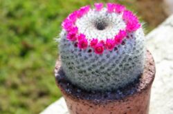 Mammillaria - soins à domicile. Culture et reproduction de cactus. Description, types, photos