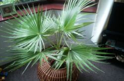 Palm Washingtonia - soins à domicile. Photo et description du palmier, ses types. Accueil Washington - Cultiver à partir de graines
