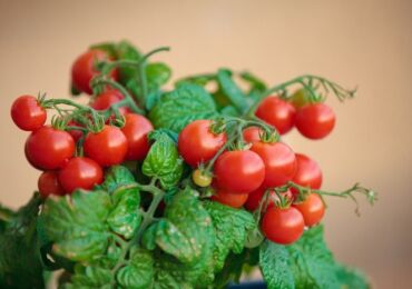 Tomates cerises sur le rebord de la fenêtre. Cultiver et prendre soin de la maison. Plantation et sélection
