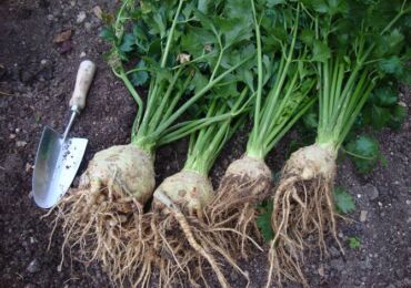 Cultiver du céleri-racine: astuces et secrets de la récolte