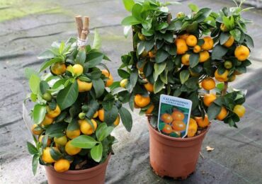 Calamondin ou citrofortunella (mandarine maison) - soins à domicile. Culture, repiquage et reproduction