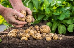Comment faire pousser des pommes de terre à partir de graines